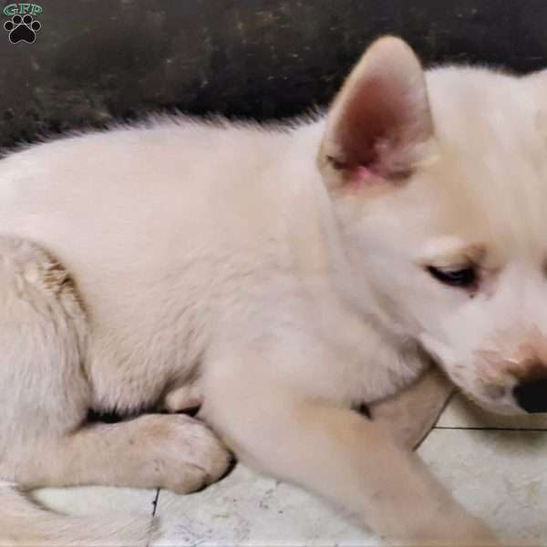Maximus, Siberian Husky Puppy